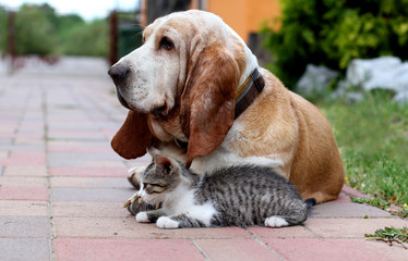 Dog and cat - 87103463