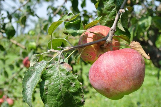 Two ripe red apples on the tree in an orchard, on a sunny day. Concept of organic farming/agriculture; fresh, healthy, natural, unprocessed produce.