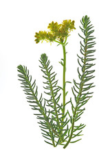 Fetthenne oder Tripmadam (Sedum reflexum)