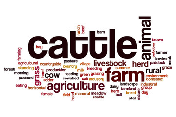Cattle word cloud concept