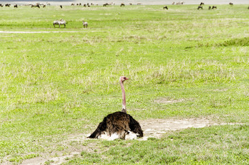 Resting ostrich in savannah