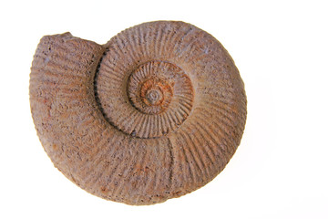 Ammonit, Jura-Zeit, Schwäbische Alb, Deutschland