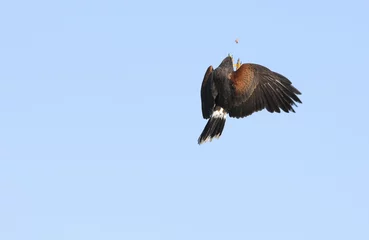 Rollo Woestijnbuizerd vangt eten uit de lucht. © photoPepp