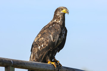 Steppe arend zit statig.