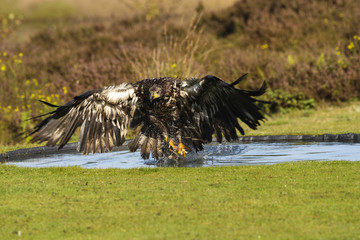 Steppe arend vangt eten uit het water.