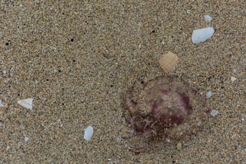 Animal in the sand, jellyfish on a beach. Tropical creature sea life on coastline in summer