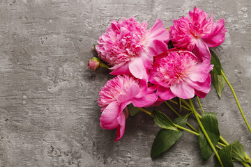 Pink peonies isolated on grey background