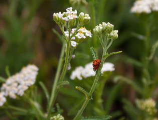 Obraz premium Two ladybird insects pair mating