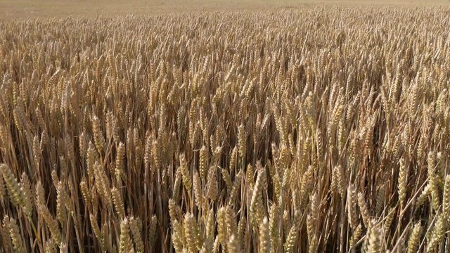 Medium shot of Wheat waving in the wind (4K, 25fps) 
