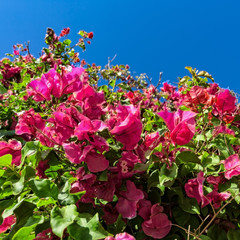 Beautiful Bush Pink Flowers with Blue Sky Background