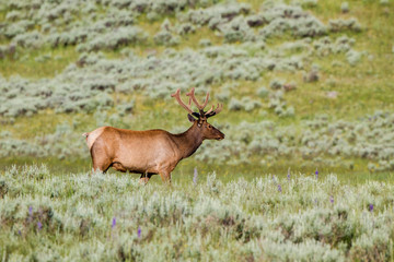Male Elk or Wapiti in Yellowstone National Park in Wyoming