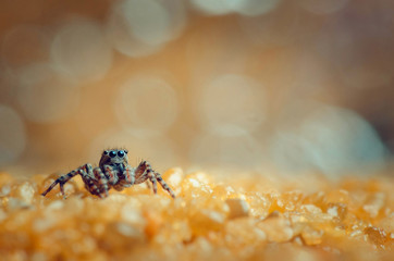 Jumping spider staying. Russian nature