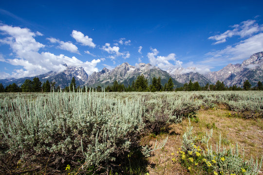 Sagebrush, mountains, and sky in Grand Teton National Park in Wyoming