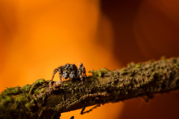 Jumping spider is on the branch. Russian nature