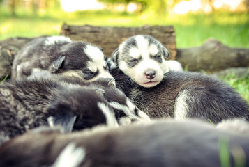 Fototapeta premium Pretty little husky puppies outdoor in the garden
