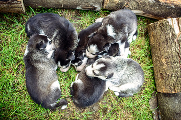 Pretty little husky puppies outdoor in the garden