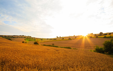 Wheat fields against the sun at sunset