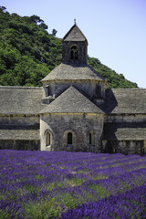 Old Senanque Abbey with blooming lavender field (Provence, France)