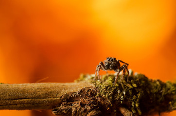 Jumping spider is obstacle. Russian nature