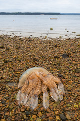 Barrel Jellyfish washed up on a Poole beach