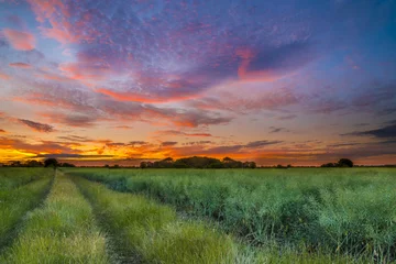 Printed kitchen splashbacks Countryside Sunset over a wheat field
