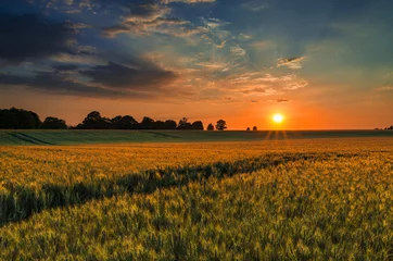 Foto auf Acrylglas Land Sonnenuntergang über einem Weizenfeld