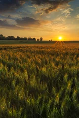 Foto auf Acrylglas Sonnenuntergang über einem Weizenfeld © allouphoto