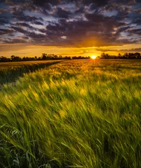 Foto auf Acrylglas Land Sonnenuntergang über einem Weizenfeld