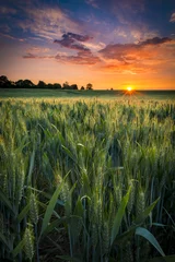 Fototapete Land Sonnenuntergang über einem Weizenfeld