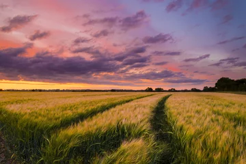 Selbstklebende Fototapete Land Sonnenuntergang über einem Weizenfeld