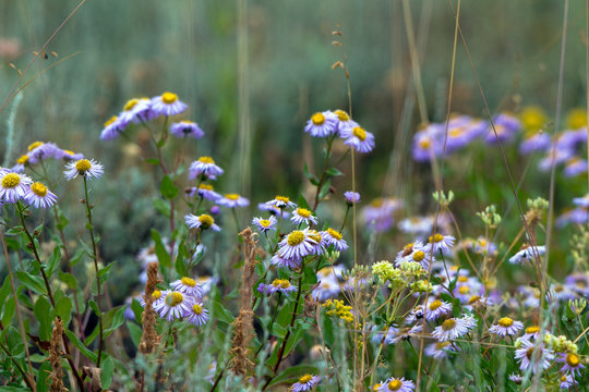 Showy Fleabane wildflowers in Grand Teton National Park in Wyoming