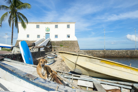 Brazilian stray dog lies in the sun on a pile of traditional colorful fishing boats at Porto da Barra Beach in Salvador, Bahia, Brazil