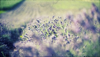 Obraz premium Lavender in the field - vintage photo