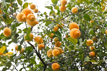 Spanien, Mallorca, Soller, Zitronenb&auml;ume mit reifen Fr&uuml;chten, Landwirtschaft, Zitronenernte