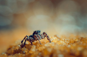Jumping spider going. Russian nature