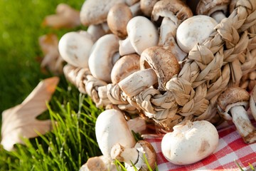 Mushroom, Edible Mushroom, Fungus.