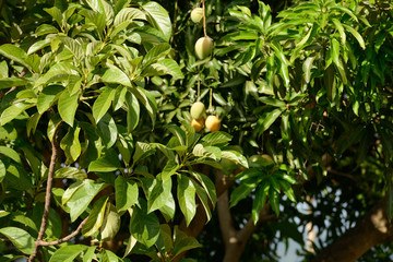 Mango Tree