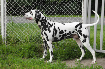 Dalmatian dog