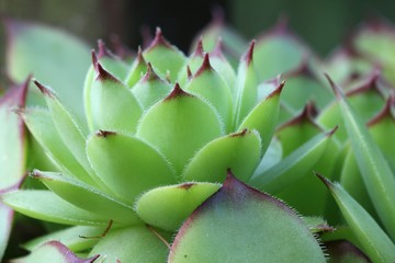 Sempervivum