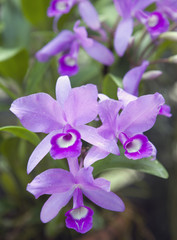 Branch of blooming orchid