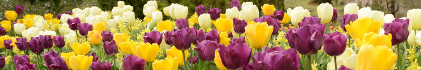 Obraz premium Tulip Border