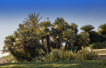 Obraz premium Tropical plants in garden..