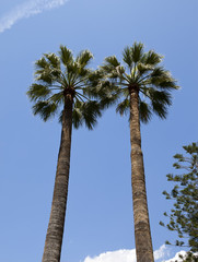 Two palm trees on background of blue sky..