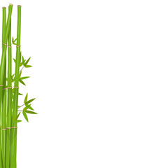 Colorful Stems and Bamboo Leaves. Vector Illustration.