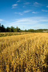 Oat field