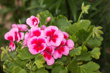 Fototapeta premium close up of pink geranium flowers