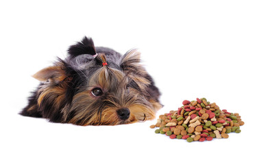 Yorkshire Terrier and dog food on white background