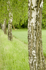 Obraz premium birch alley