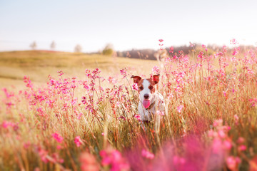Dog in flowers Jack Russell Terrier © Anna Averianova