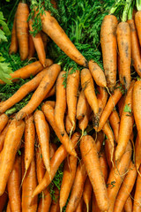 carrot group